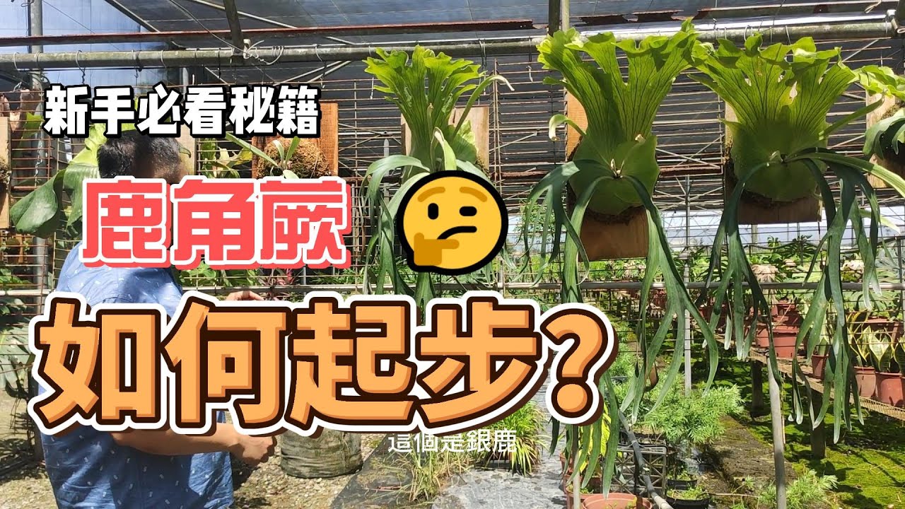 新手必看秘笈 鹿角蕨 如何起步?