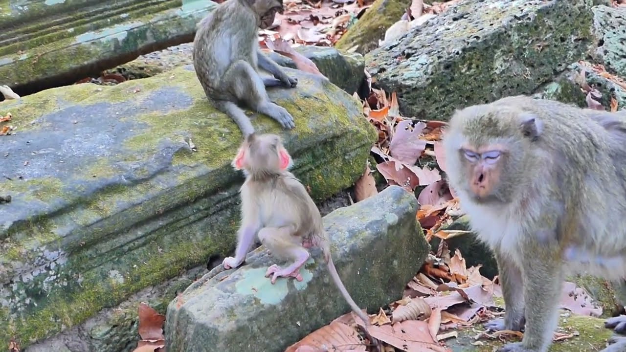 OMG/ Mom Cares For Her Adorable Baby monkey Deeply After falling from a tree