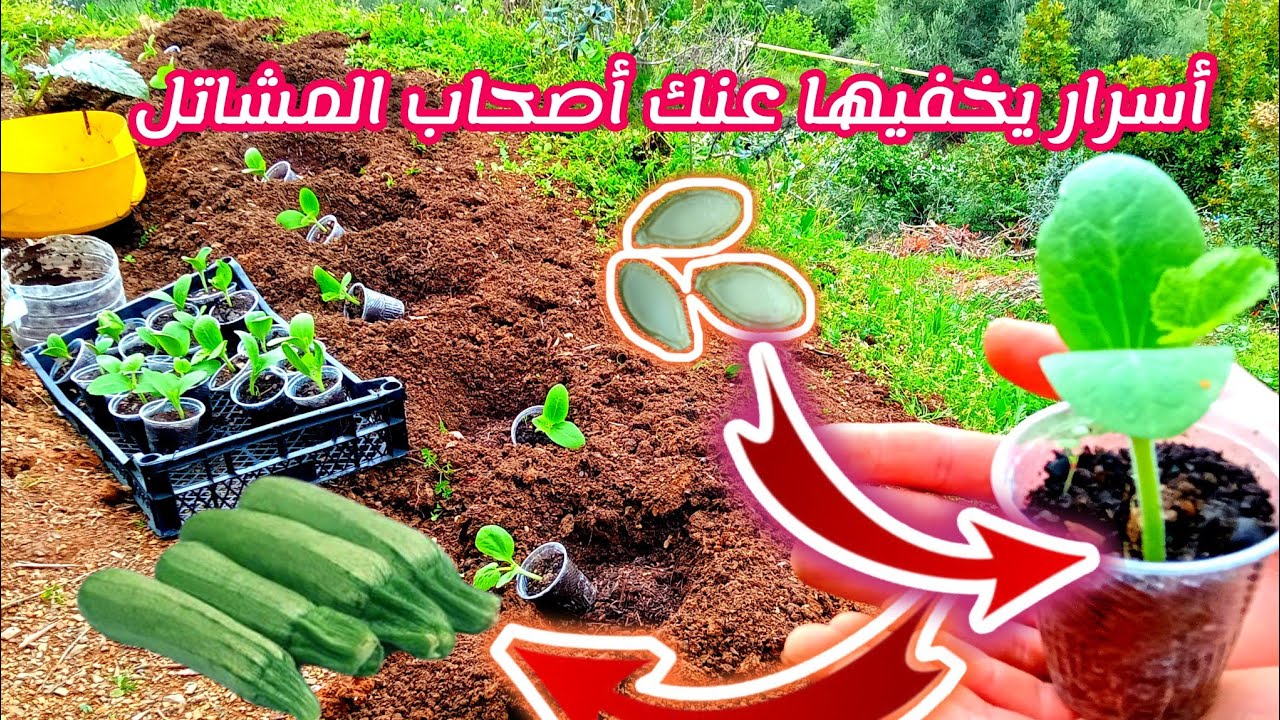 الطريقة الصحيحة لنجاح زراعة الكوسة/كيف نزرع الجريوات في المنزل/أسرار الزراعة/زراعة الاسطح