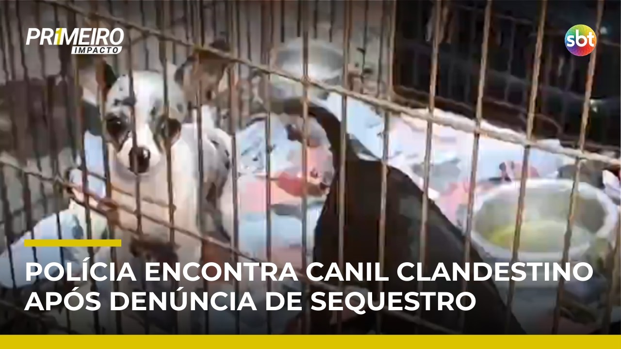 Polícia descobre canil clandestino e resgata 15 cães na zona oeste de SP | #PrimeiroImpacto
