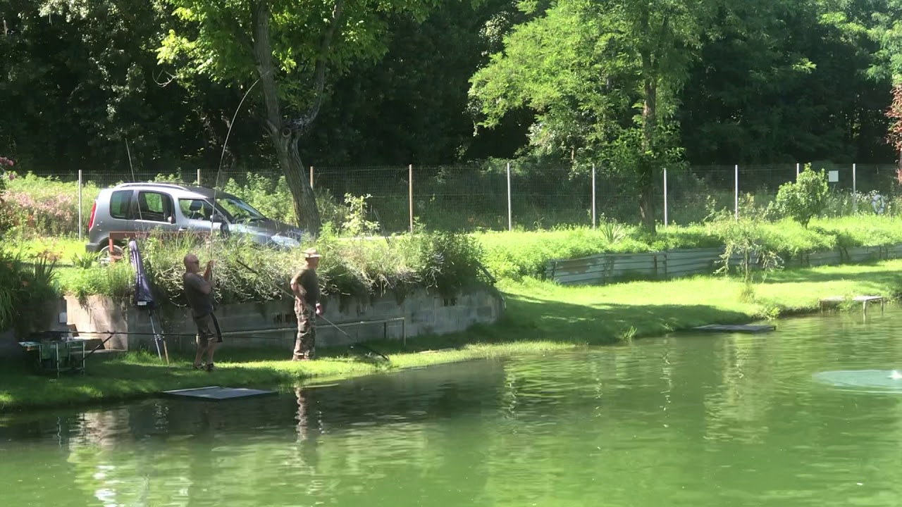 Carpa erbivora