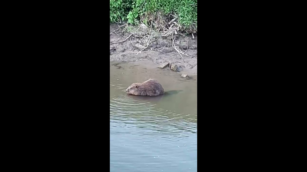 Bever Stadsblokken Arnhem