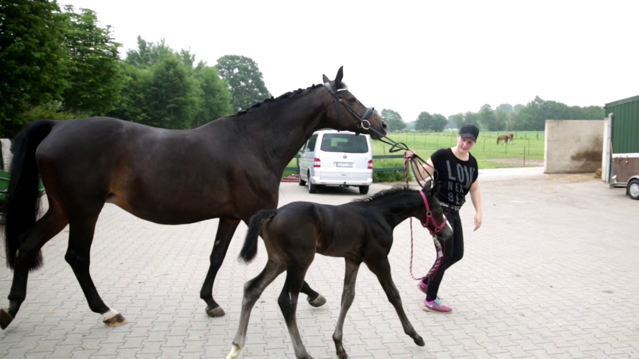 Hengstfohlen 2018 Hickstead White x Stalypso/ Argentinus