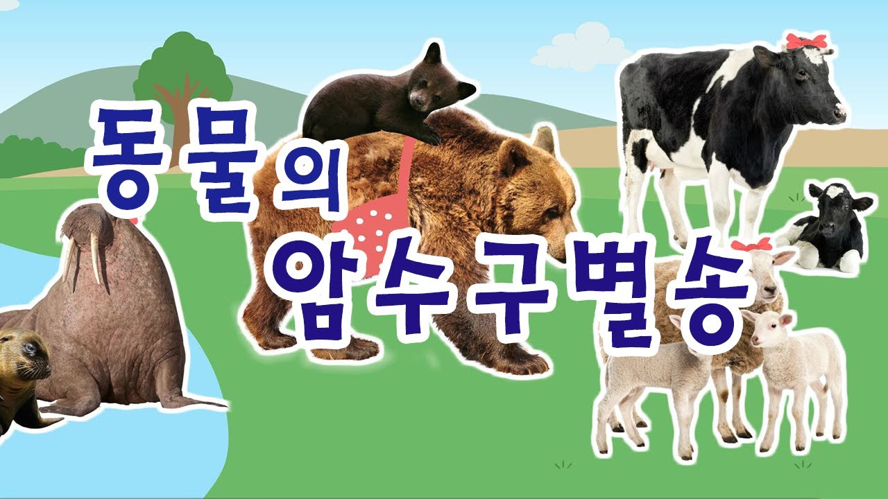 동물의 암수는 생김새와 하는 일이 어떻게 다를까요? | 동물의 암수구별송 | 과학송