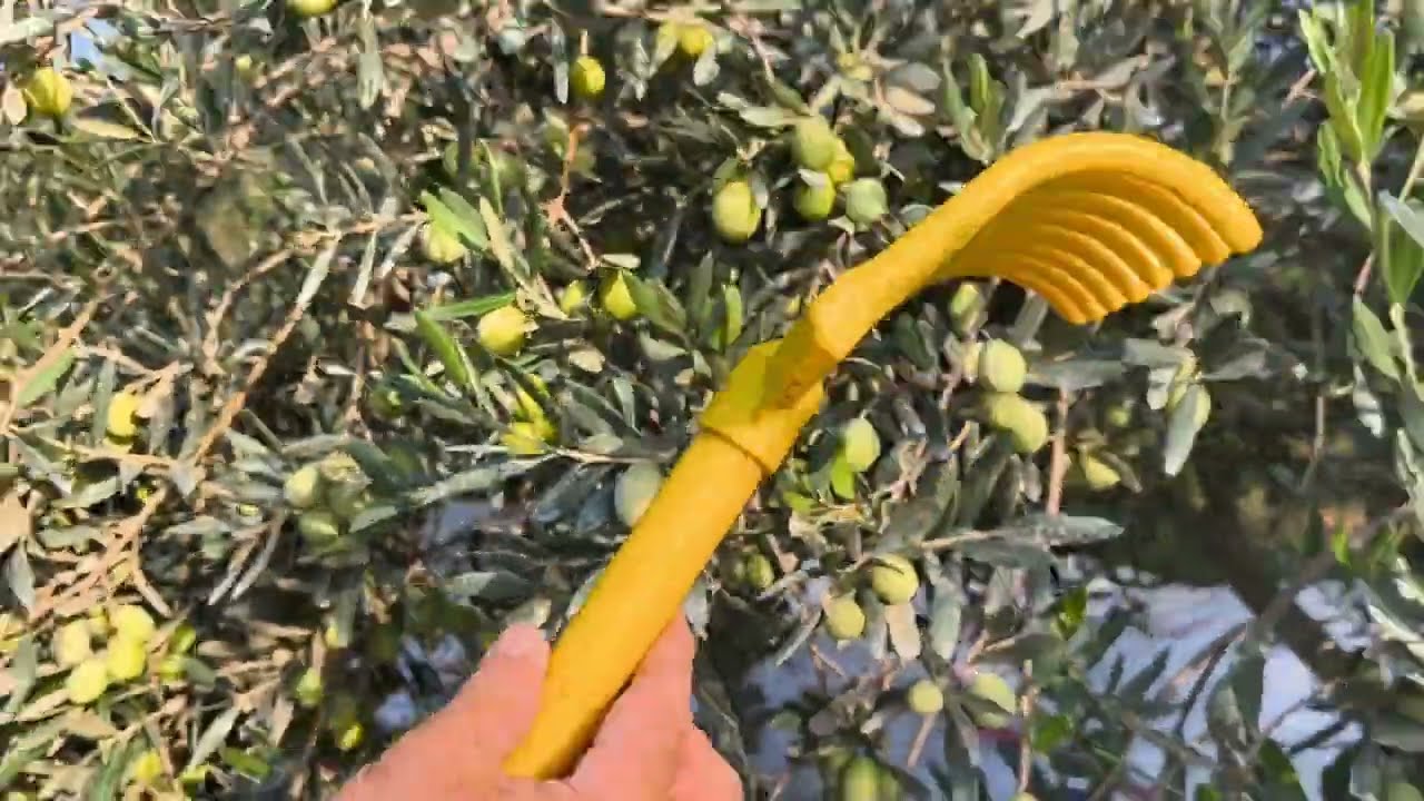 Öyle Bir Şey Yaptım ki! Kum tırmığıyla zeytin hasatına başladık