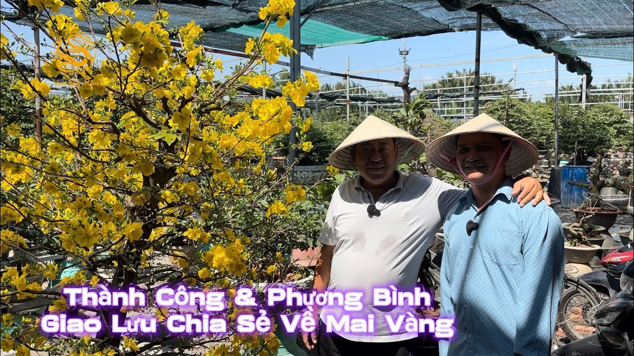🐉Phương Bình chia sẻ kinh nghiệm chăm sóc Mai Vàng với Ông chủ Vườn Mai Thành Công|Vùng Đất Rồng
