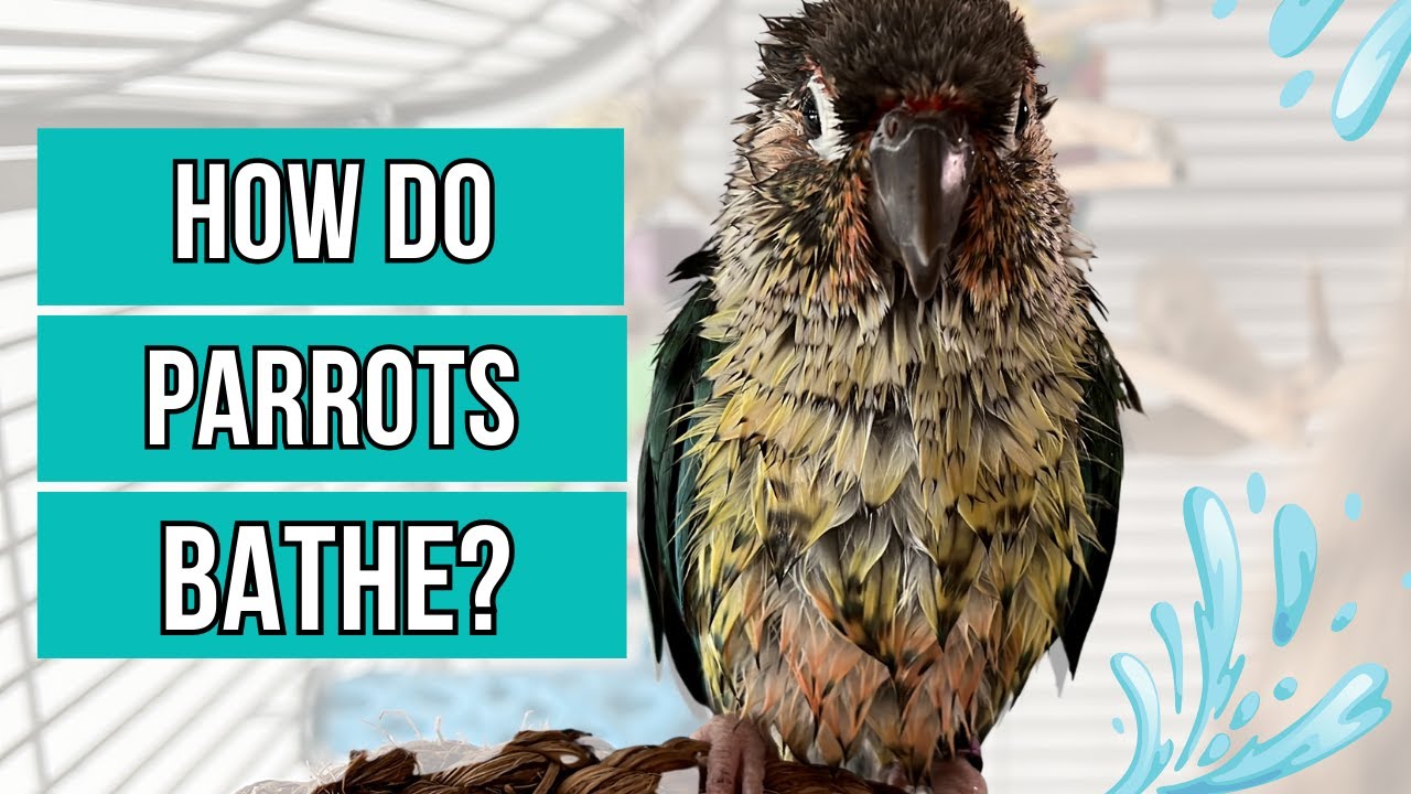How and when to shower your bird 🦜🚿