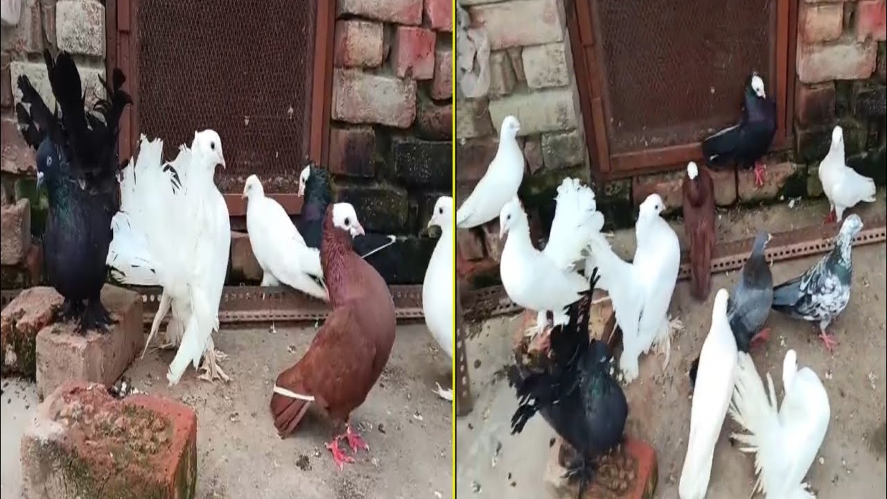 UP MAU CHIRAIYAKOT FANCY PIGEONS || Fantail Pigeons Breeding Setup || #pigeon #fancypigeon ||