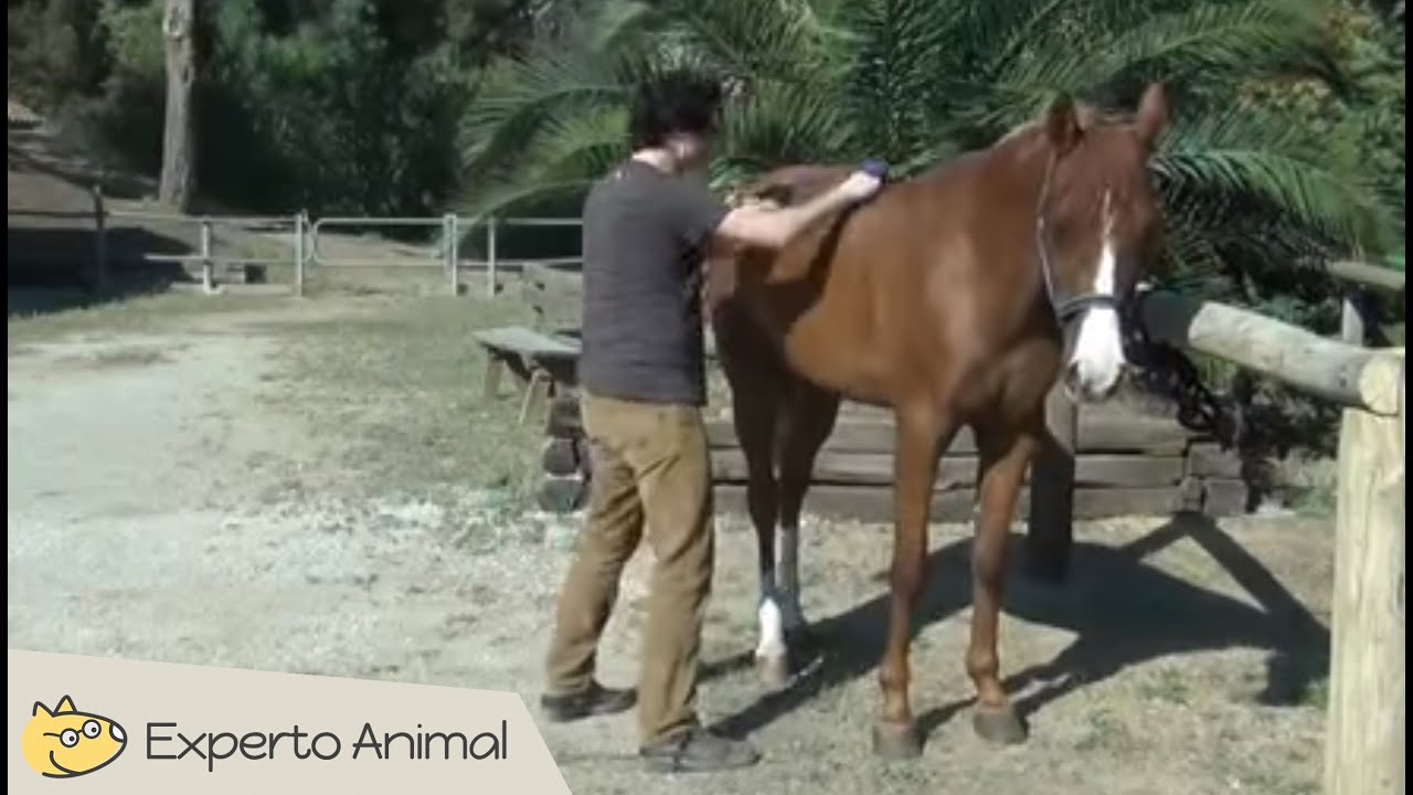 Limpiar al caballo antes de montar