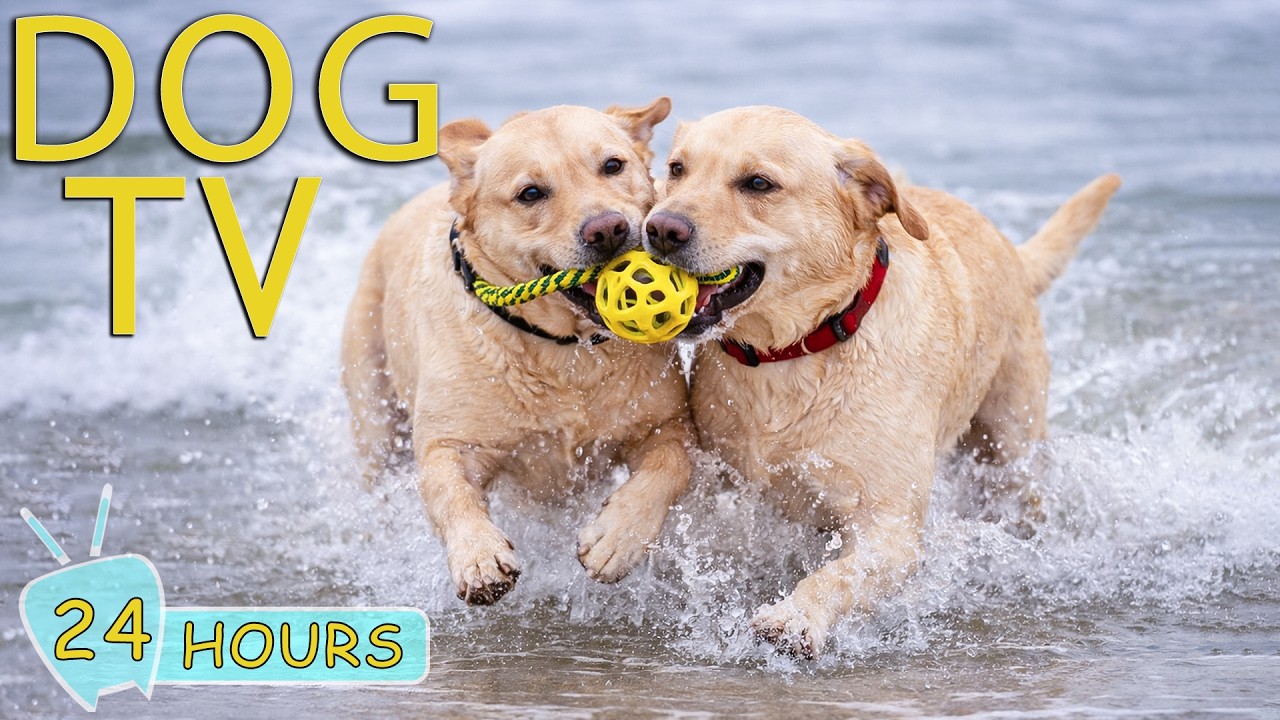 DOG TV 24 Hours : Best Videos Entertain Help Anti Anxiety for Dogs When Home Alone - Music for Dogs