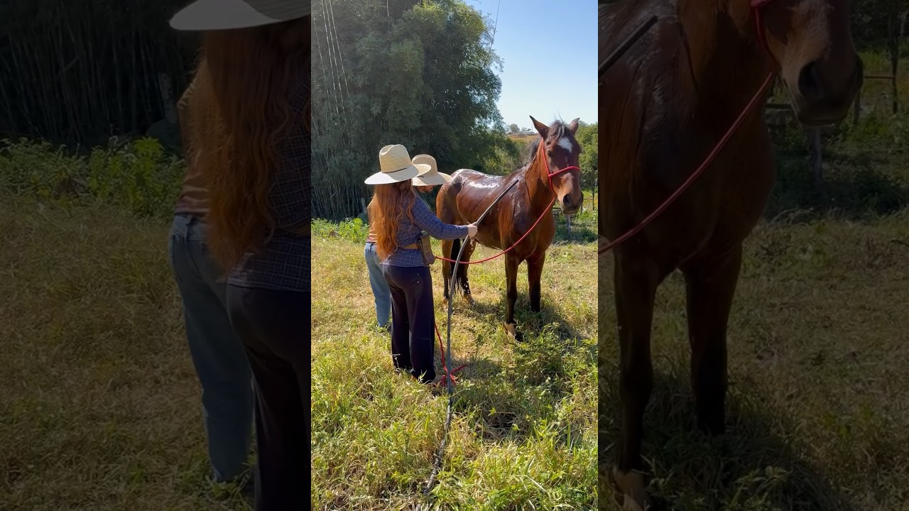 Buscando bezerrinha que a novilha escondeu #vlog #pecuaria #agro #rural #sitio #ro&ccedil;a #caipira