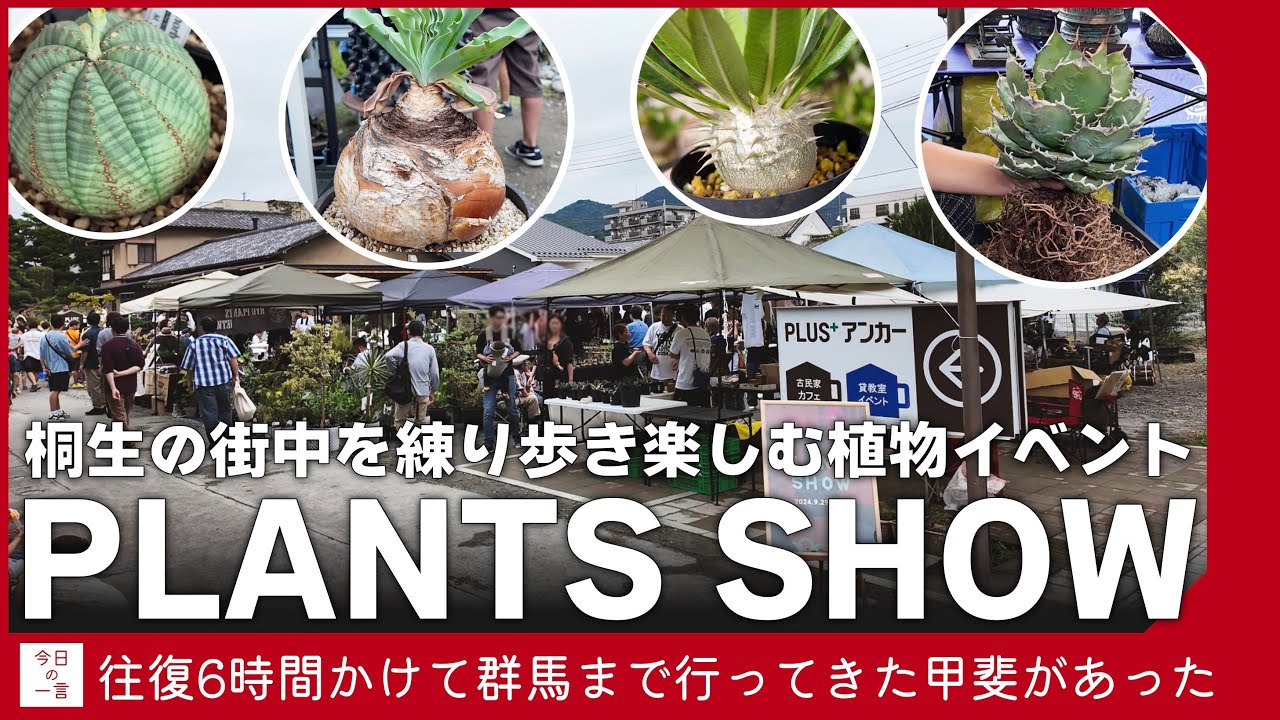 群馬は桐生市で開催された街中歩きが楽しいイベント「PLANTS SHOW 2024」に行ってきたので紹介したい【アガベ・塊根・多肉】