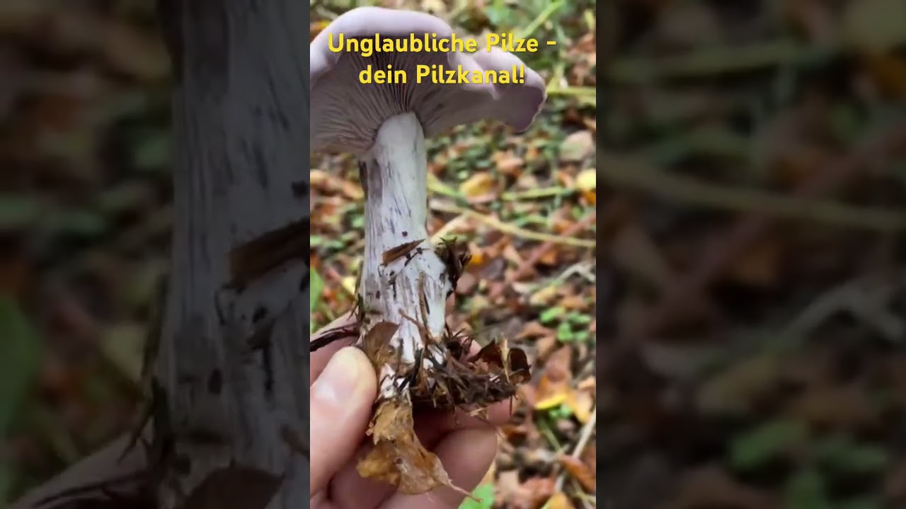 ACE Pilz - Der violetter R&ouml;telritterling! Speisepilze f&uuml;r Fortgeschrittene Pilze suchen Oktober 2024