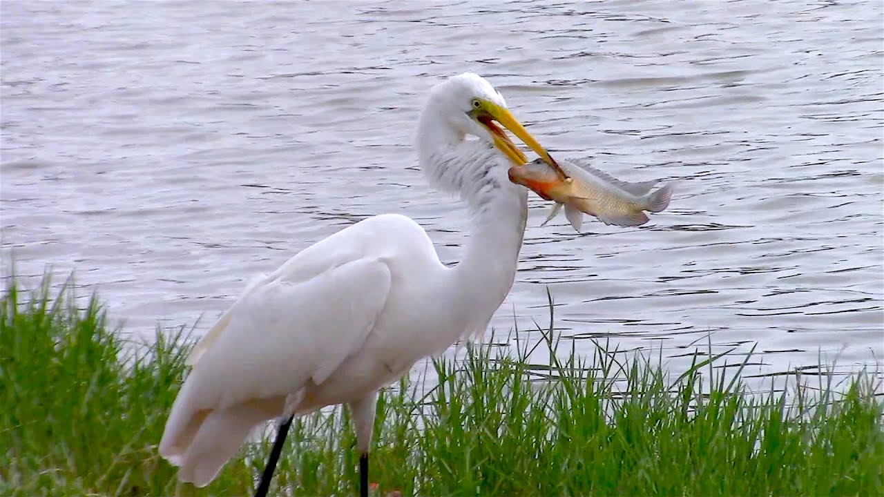 Great White Egret Catching Fish Nature Footage 0001 - WAWW's Relaxing Wildlife