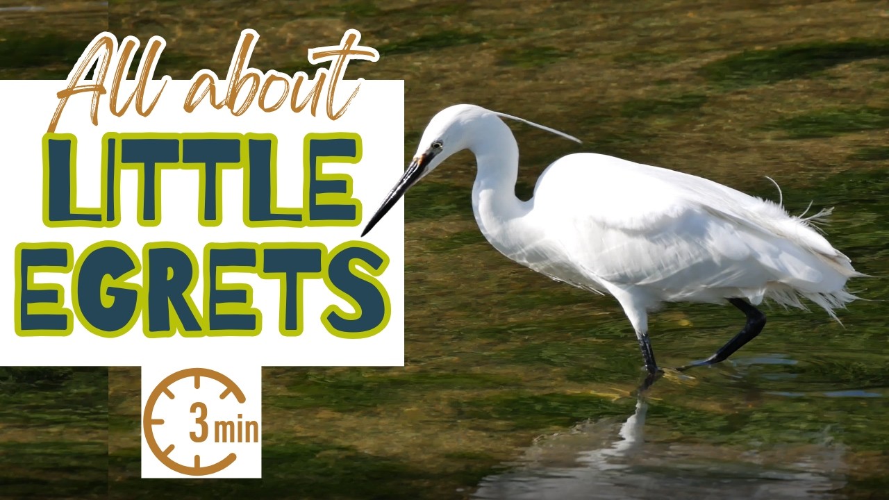 All about Little Egrets in 3 minutes! | Wild in Three