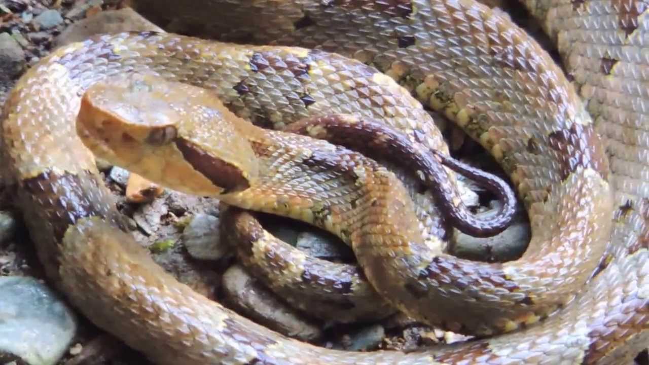 Reptiles de Venezuela -  Serpiente de Barinas - Mapanare - Bothrops venezuelensis