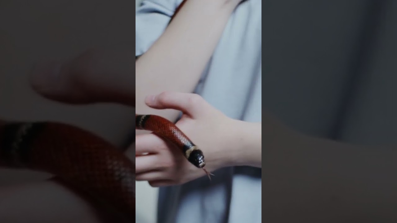 #shorts Snake #viralvideo #animalslover