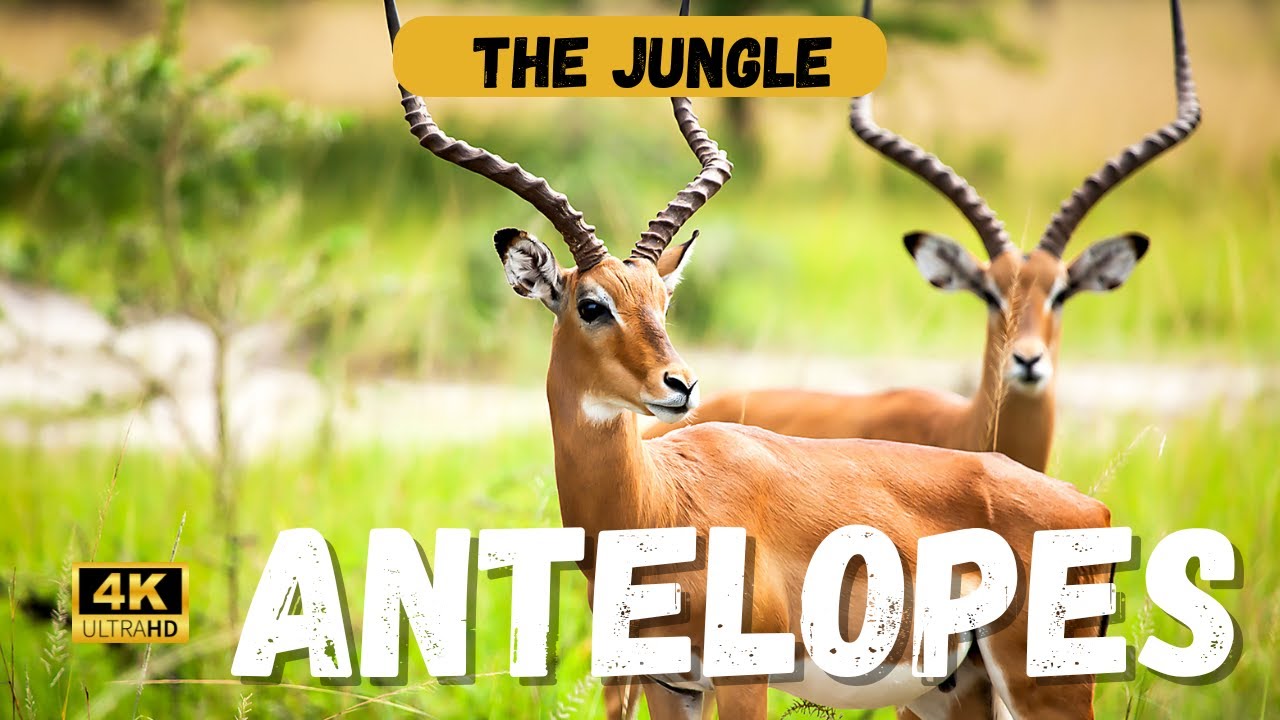 The Fascinating History of Antelopes
