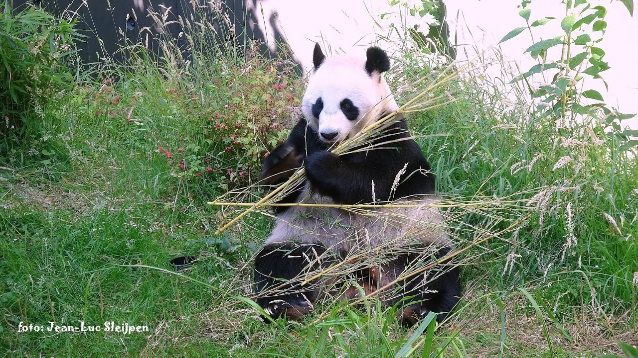Lang Yue is in the alcove and Wu Wen enjoys being outside