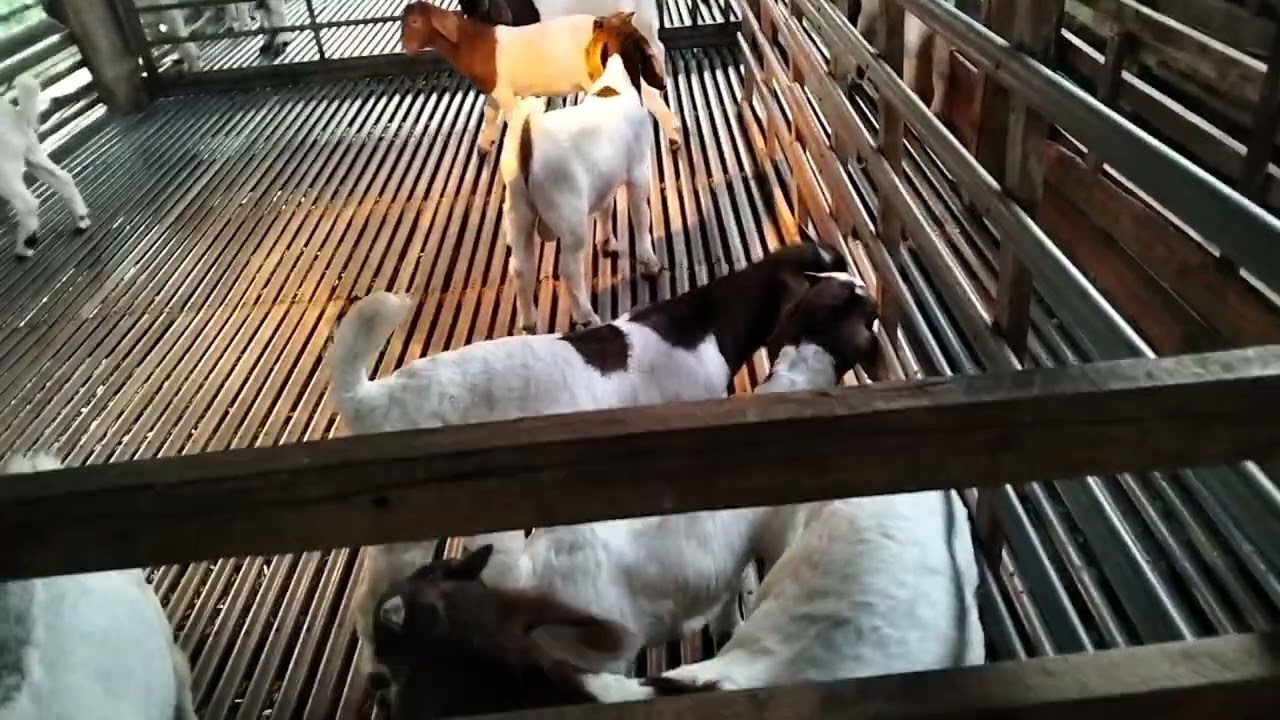 Chia Sẻ loại Lá Không Nên Cho Dê Bầu Ăn 