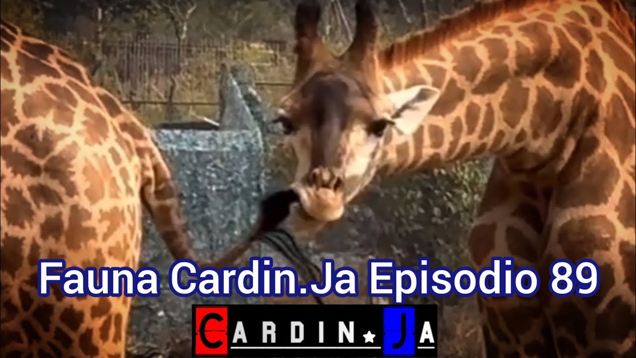 Fauna CardinJa Episodio 89