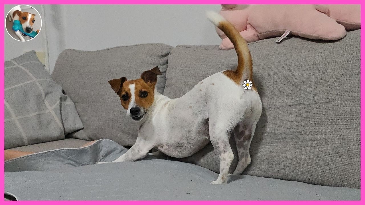 Coffee's Cuteness Is Overwhelming!🐶| DOGTER COFFEE Jack Russell Terrier [SUB]