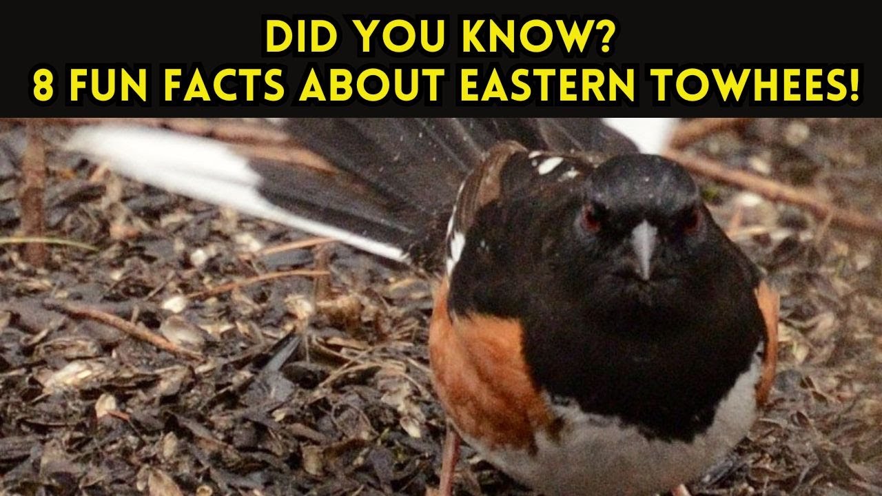 Eastern Towhees Uncovered: Eight FUN FACTS!