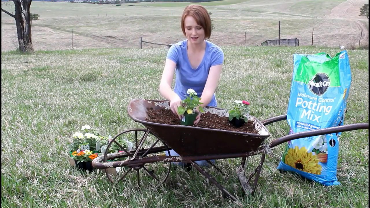 Wheelbarrow Planter 2019