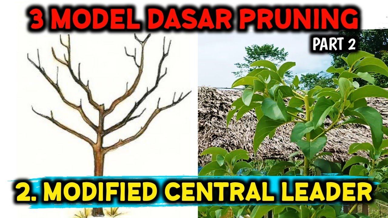 MODEL MODIFIED CENTRAL LEADER ‼️ CARA PEMANGKASAN BENTUK POHON ALPUKAT