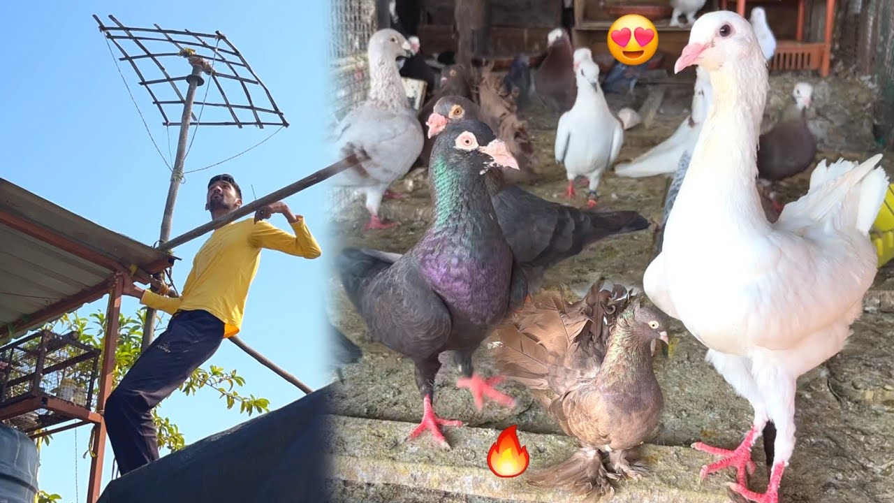Ab Ye Kon si Nasl Ka Kabootar Hai 😳 || Fancy Pigeon Loft 🕊️