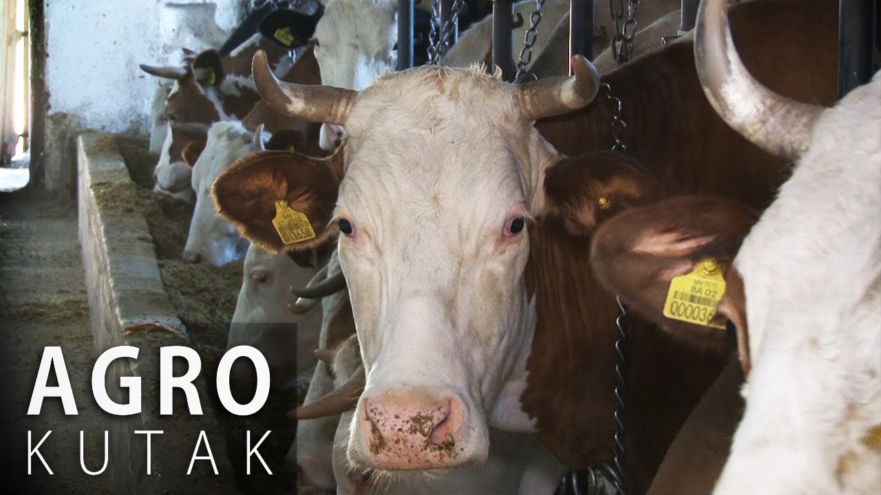 AGRO KUTAK - Kako se brinuti o kravama tokom zime i utiče li hladnoća na količinu mlijeka?