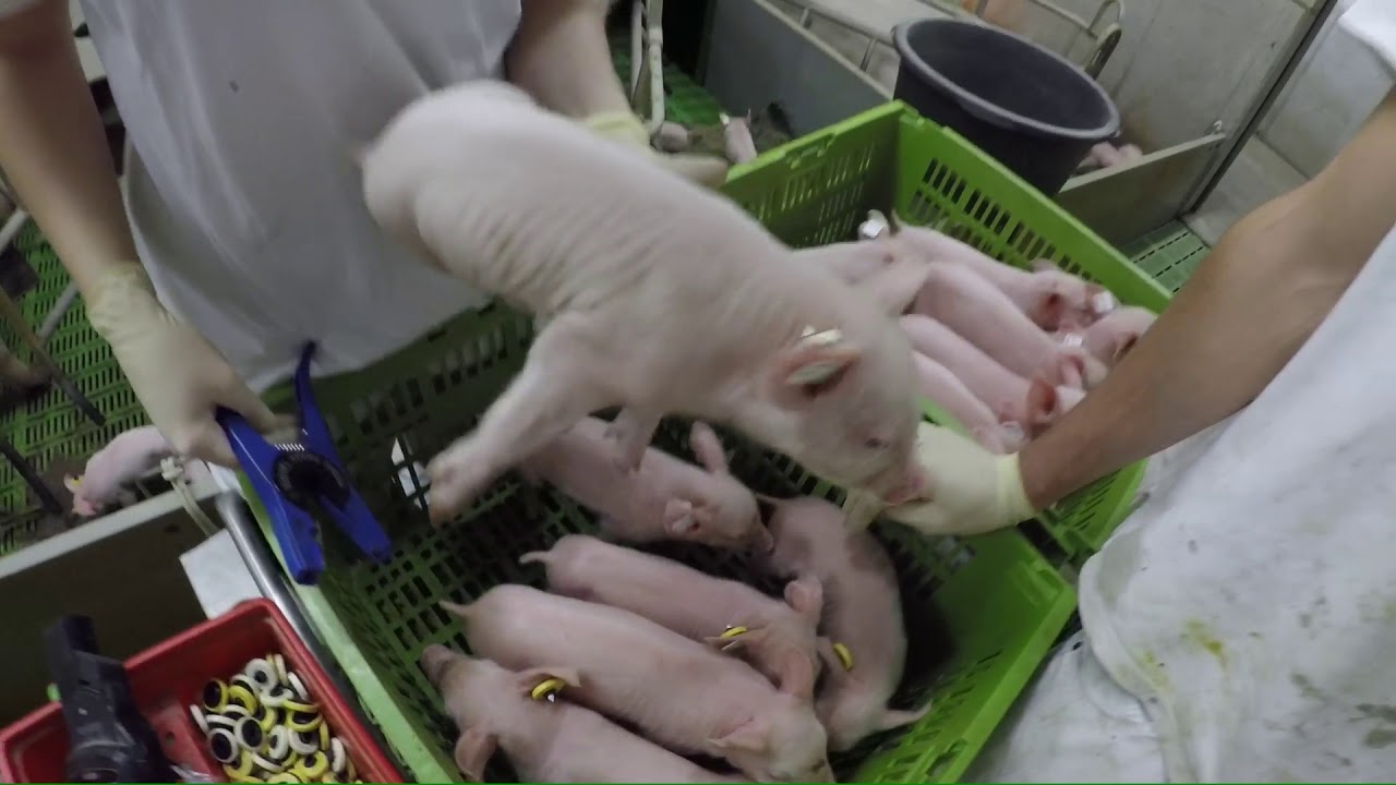 #SchweineVLOG 🐷5  Kennzeichnung