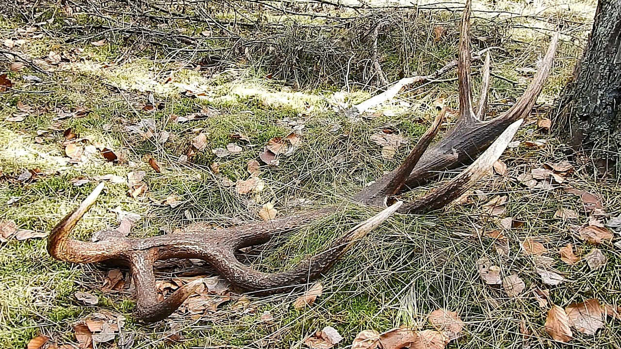 Zrzuty 2026r Życi&oacute;wka!!💪 Piękna zbita ponad metrowa Tyka 16-stak 4.40kg🦌