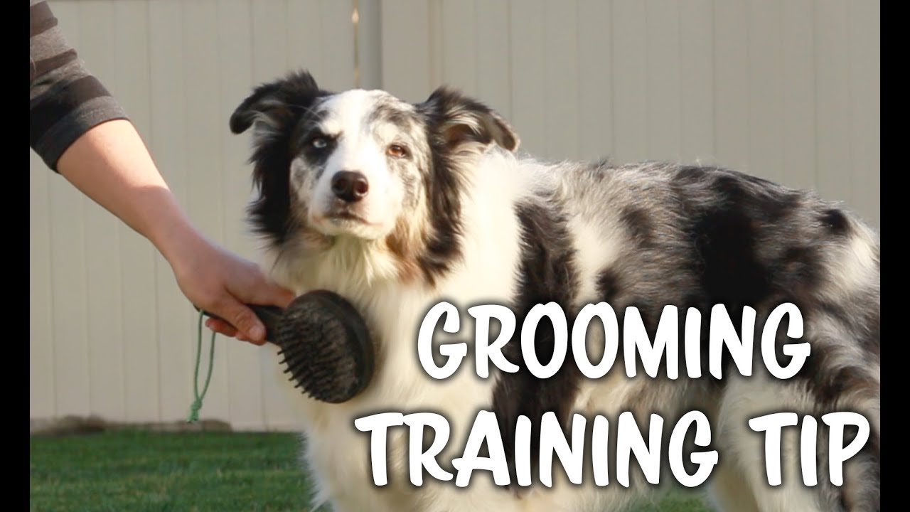 Grooming tip - practice the right pressure - Dog training
