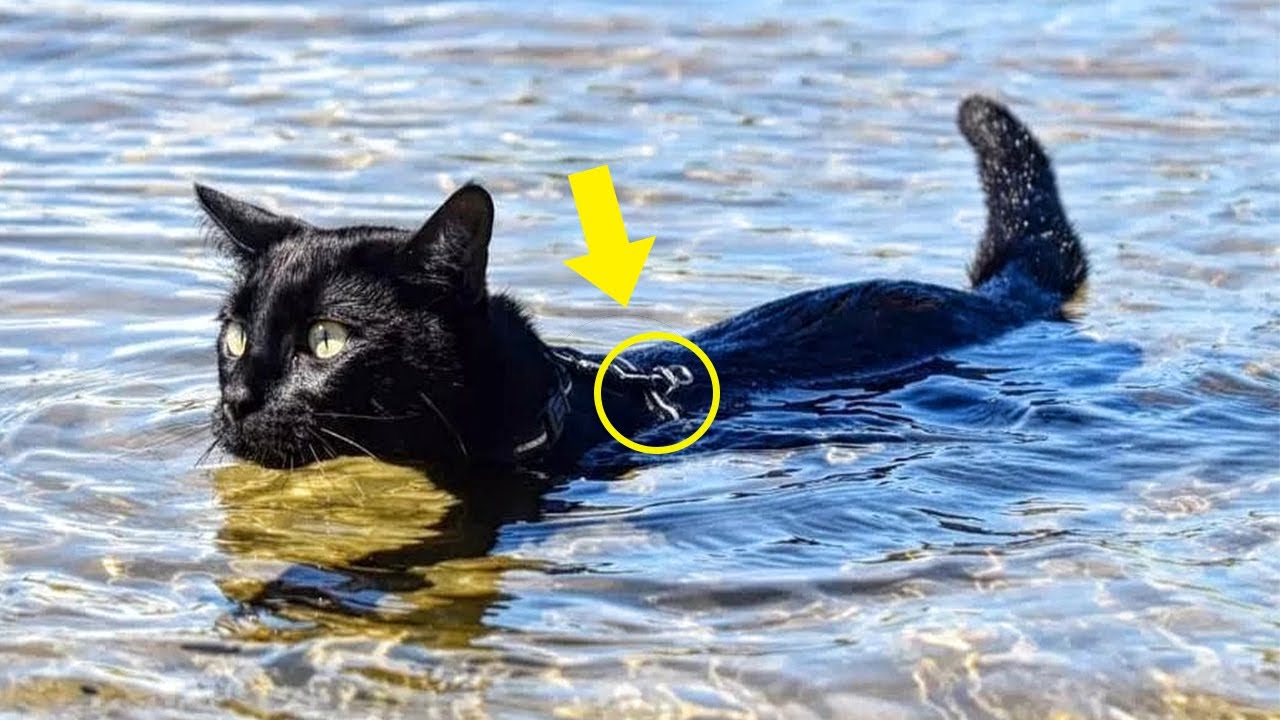 Girl Pulled Cat Out Of River And Screamed In Fear! She Couldn't Believe It!