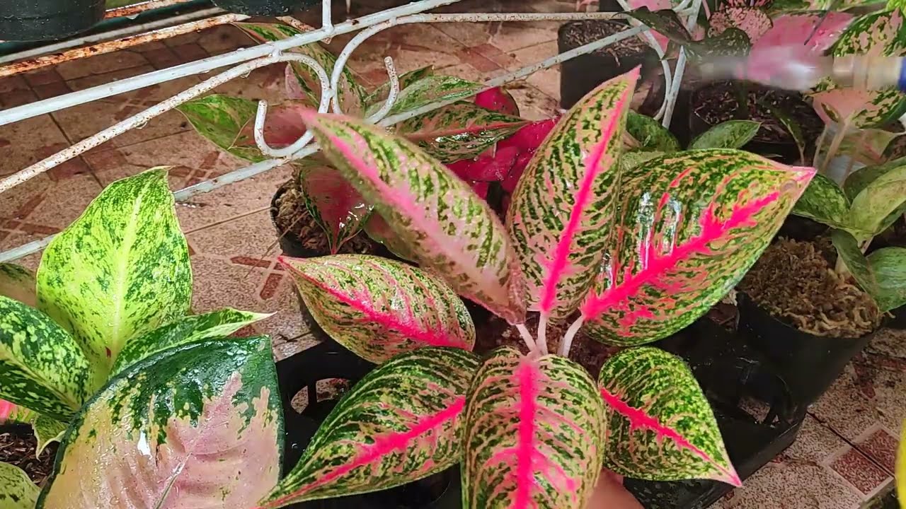Red Legacy Aglaonema Propagation | Cut the Top Chinese Evergreen Propagation