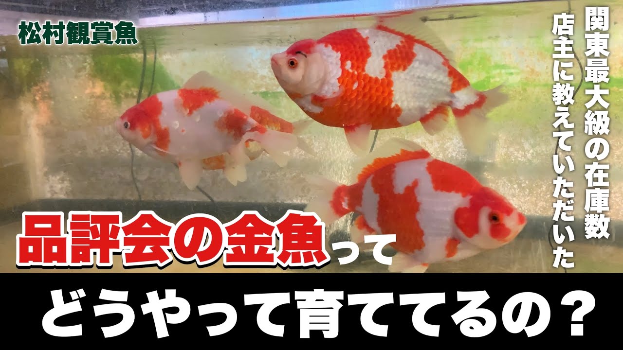 【3/3】巨大金魚に畏怖の念を抱く！優雅な和金の泳ぎに見惚れます 尾に癖の無い品評会向け金魚の育て方とは？飯田金魚は飯田養魚場じゃない？松村観賞魚さんで色々教えていただきました @金魚と東錦(あずまにしき)ch