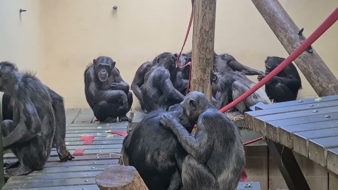 Hananya's House At Monkey World Ape Resue Centre