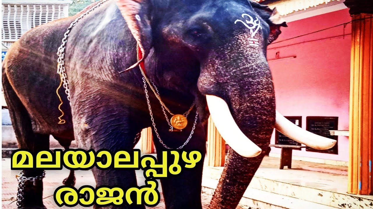 മലയാലപ്പുഴ രാജൻ | Malayalappuzha Rajan | വർഷത്തിൽ രണ്ട് നീരുള്ള ഗജവീരൻ