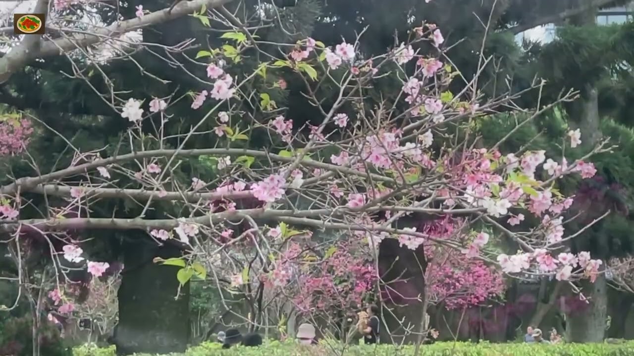 中正紀念堂櫻花🌸#Chiang Kai-shek Memorial Hall Park#iphone 賞花景點