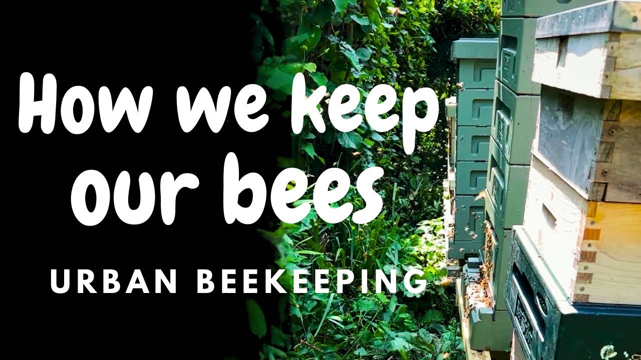 Urban Beekeeping. How we keep our bees in a built up area.