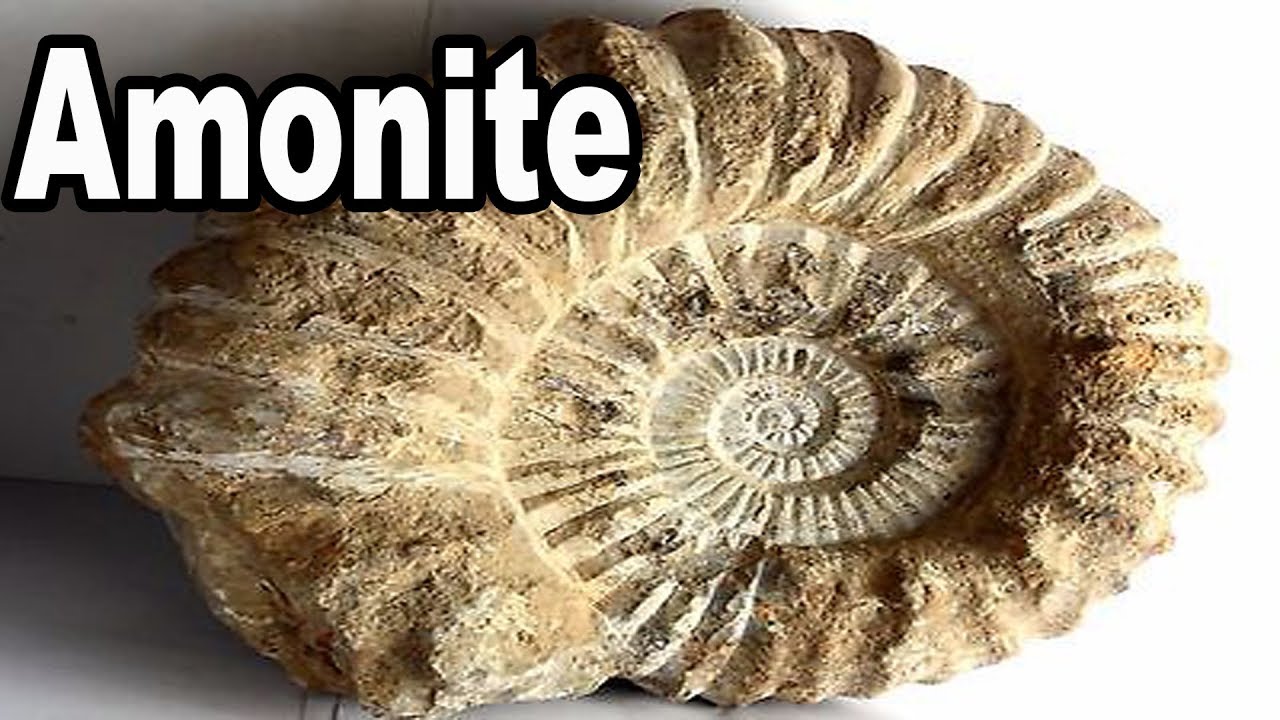 Amonite Fosil y Datos
