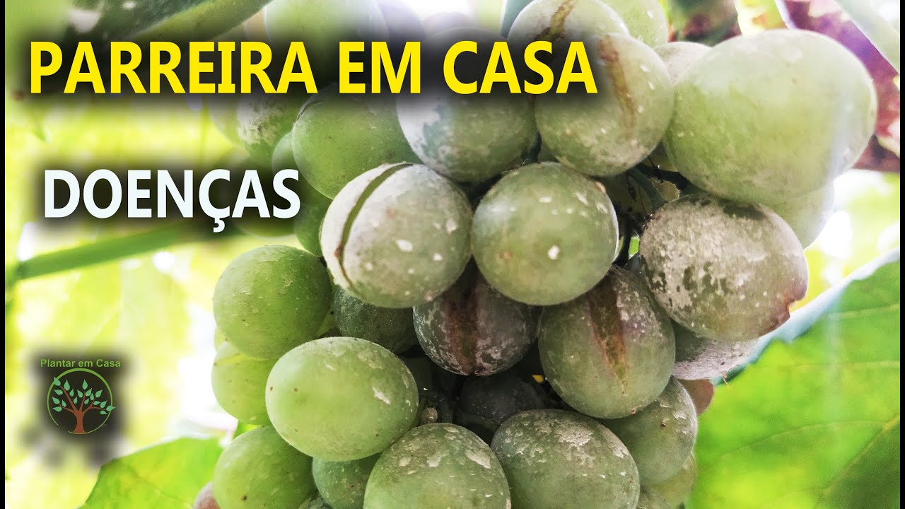 Parreira em Casa Oídio e outras Doenças no Cacho da Videira
