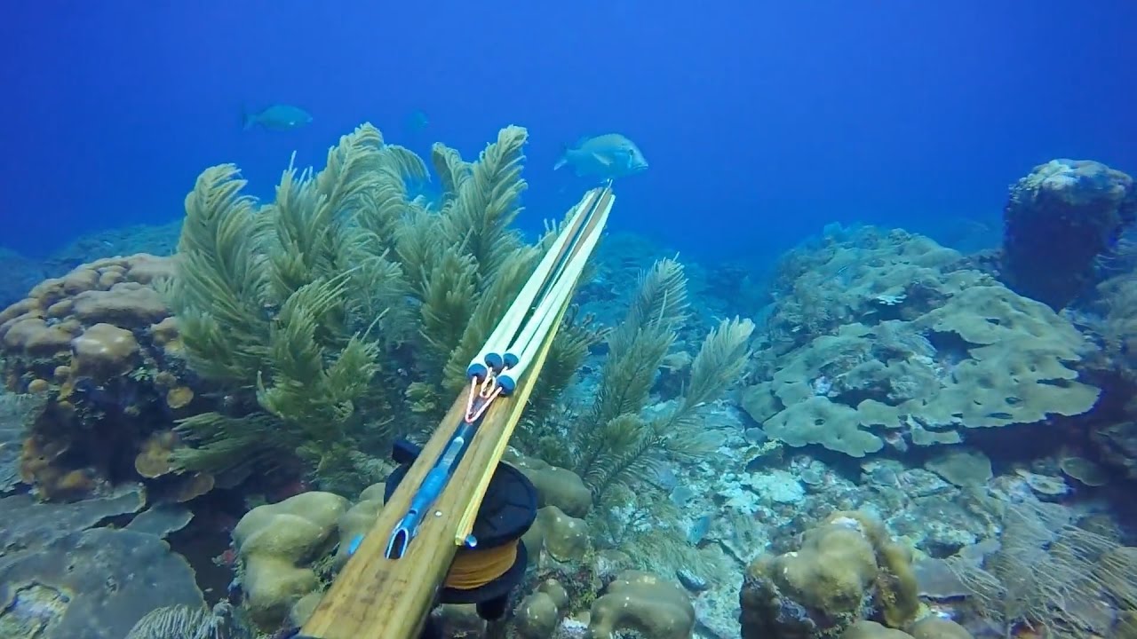 Reef Spearfishing 2016. Dog Snappers & Grouper