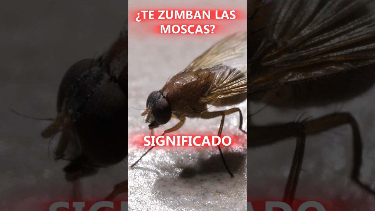 Que significa cuando una mosca te Sigue?