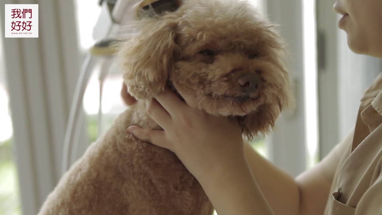 【我們好好寵物美容】狗狗吹毛教學