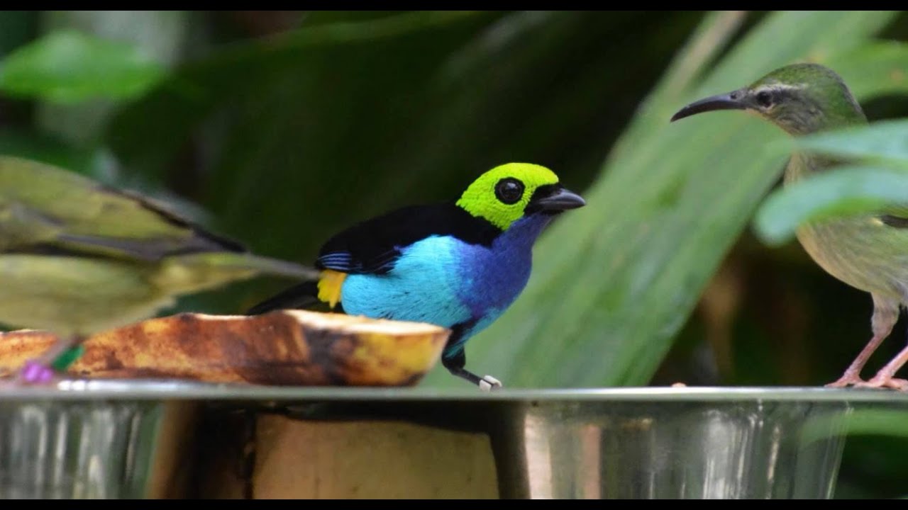 Een kijkje bij Tropical Paradise