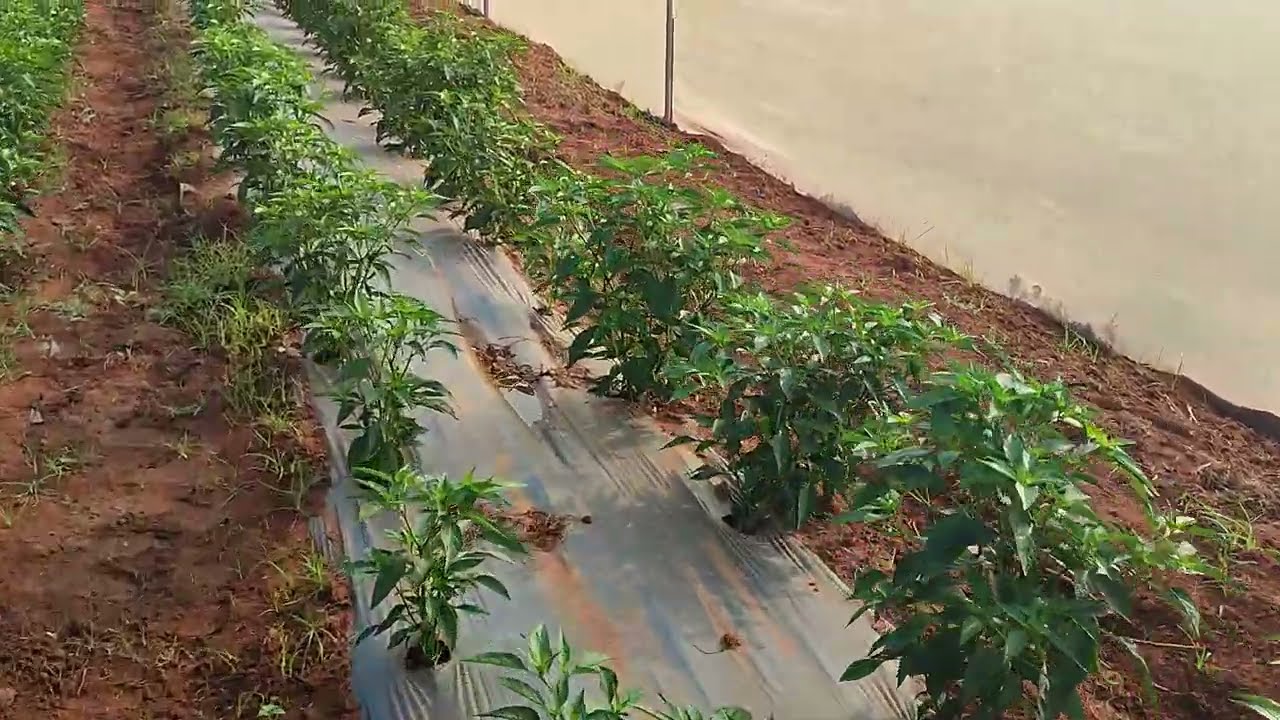 Chilli Cultivation & Real sounds of NATURE @ Sri Lanka