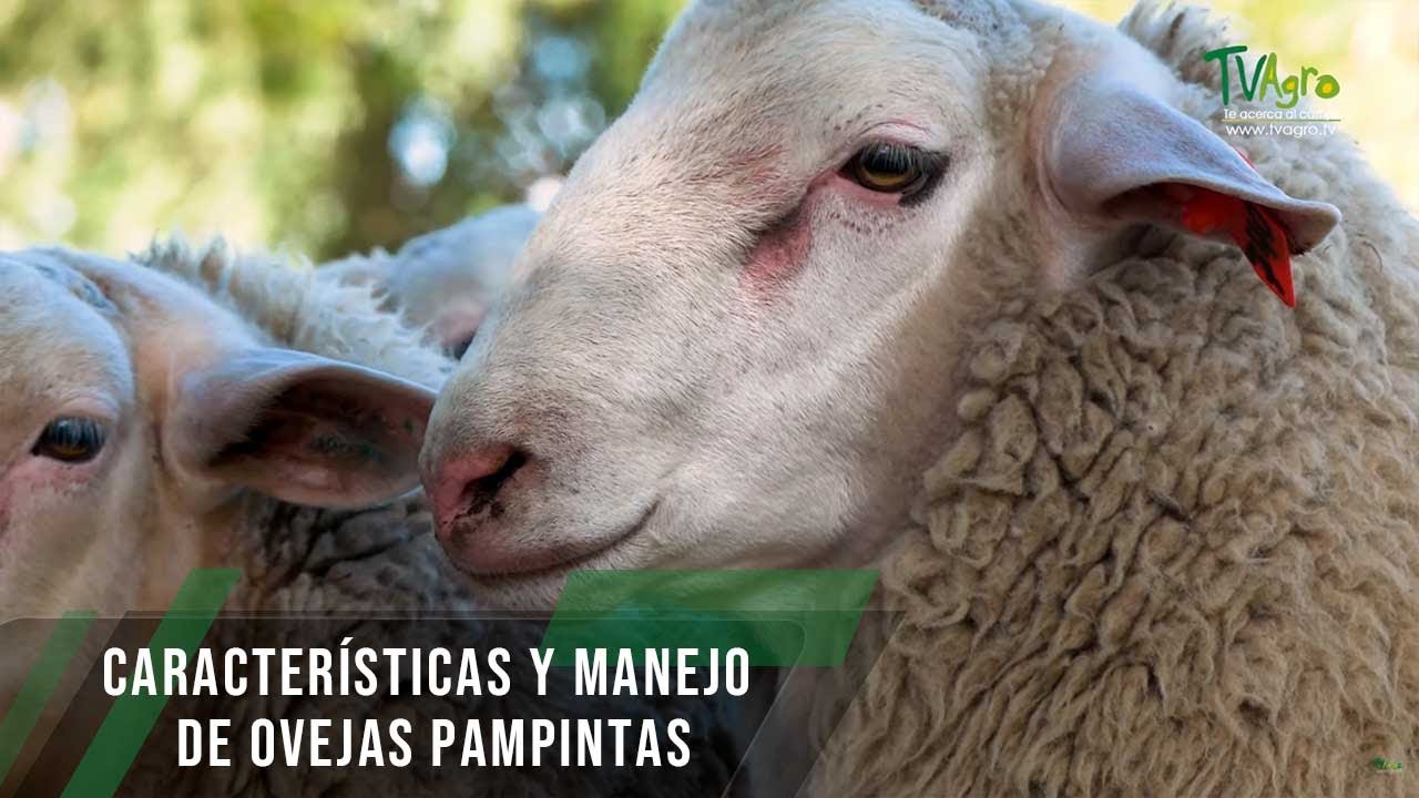 Características y manejo de ovejas Pampintas - TvAgro por Juan Gonzalo Angel Restrepo