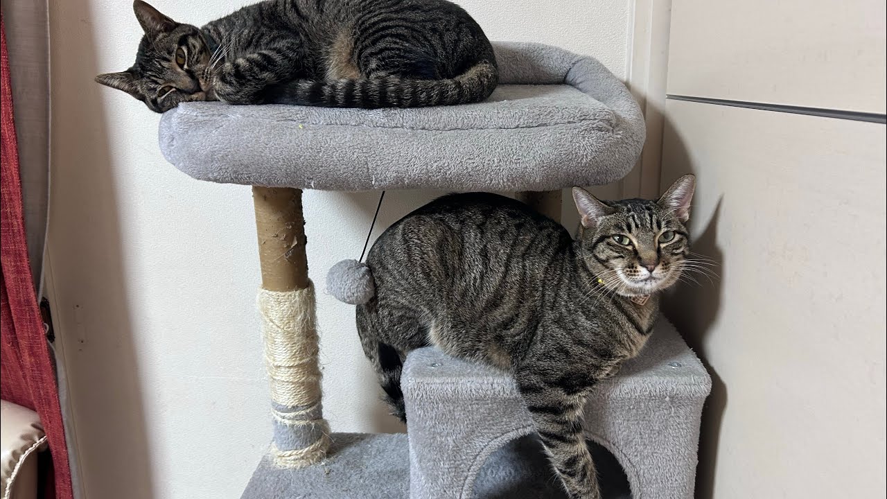 まさかのベルちゃん前足を怪我！？